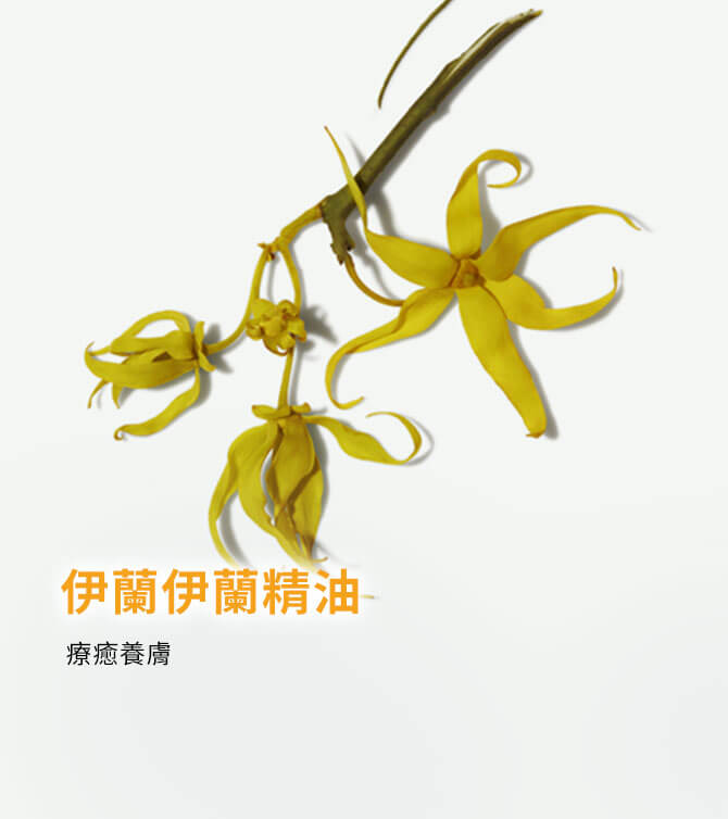 伊蘭伊蘭精油